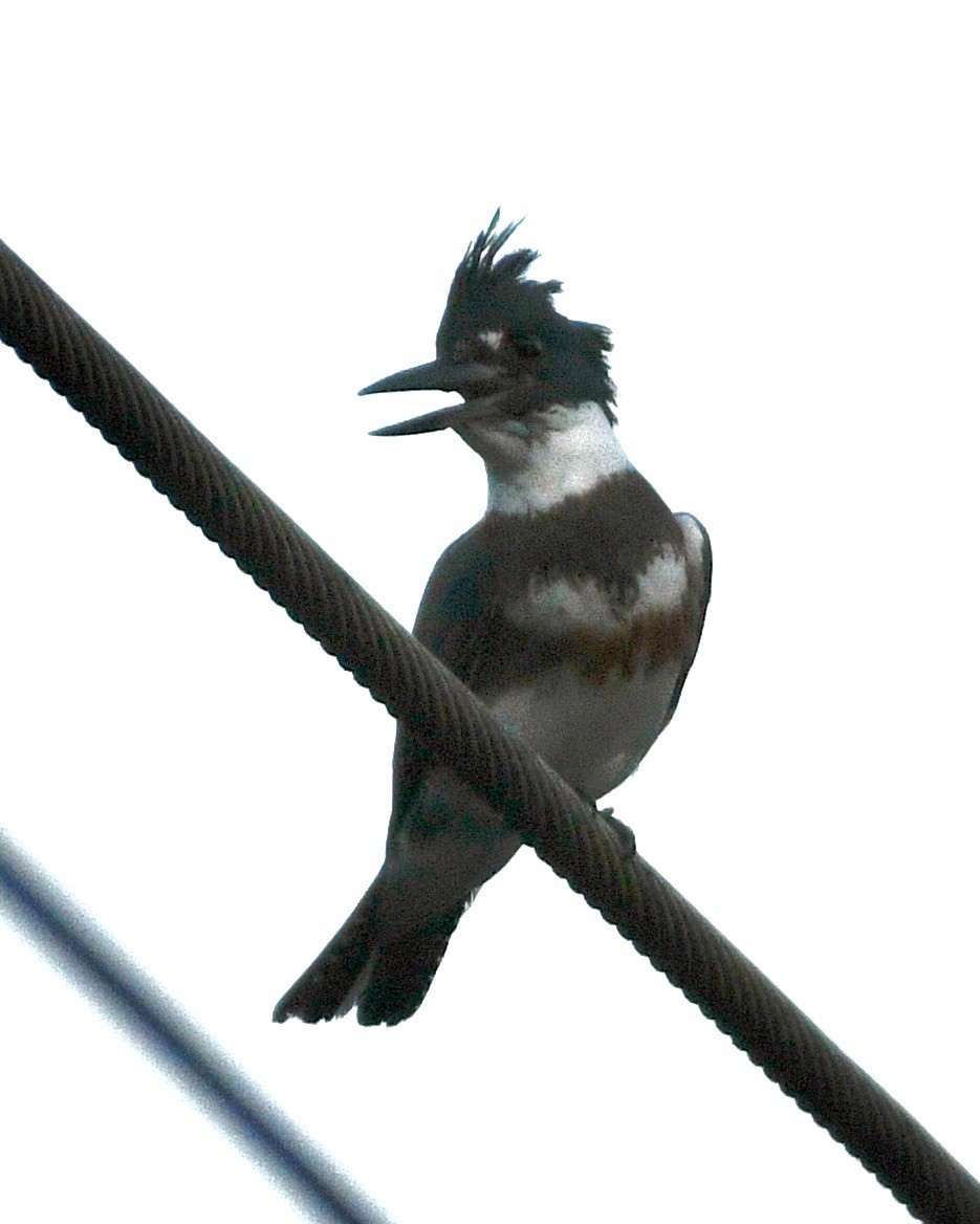 Martin-pêcheur d'Amérique - ML642166335