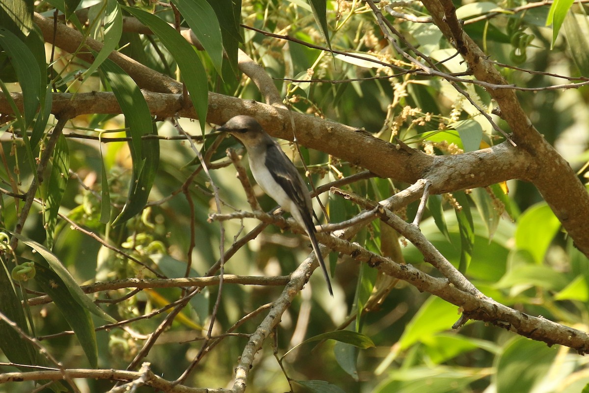 Minivet cendré - ML642166351