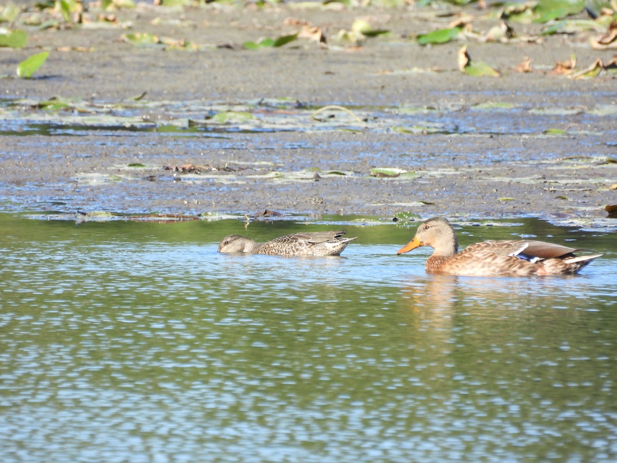 Canard colvert - ML642166353