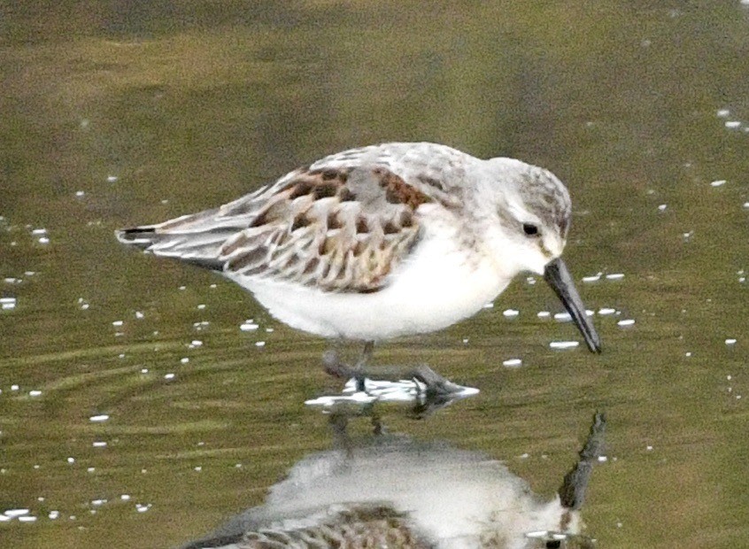 Bécasseau d'Alaska - ML642166368