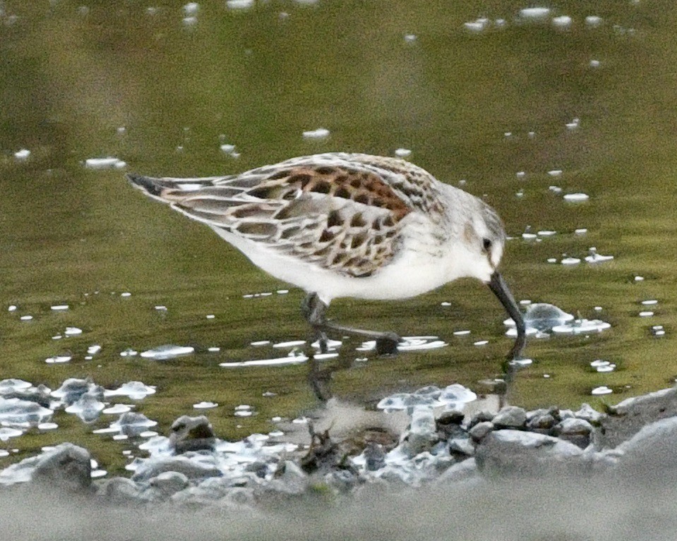Bécasseau d'Alaska - ML642166369