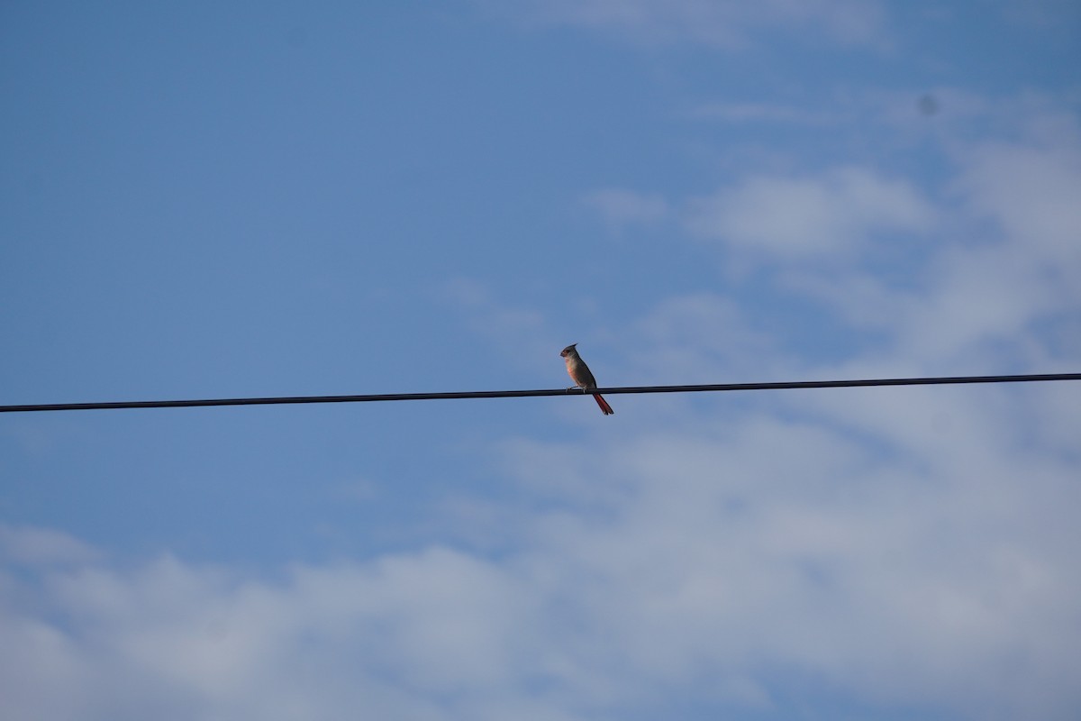 Pyrrhuloxia - ML642166381