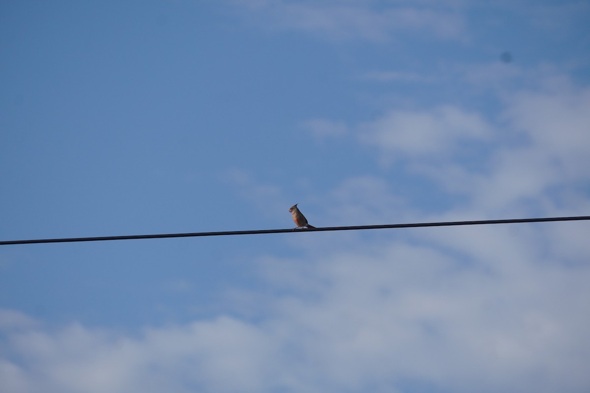 Pyrrhuloxia - ML642166382