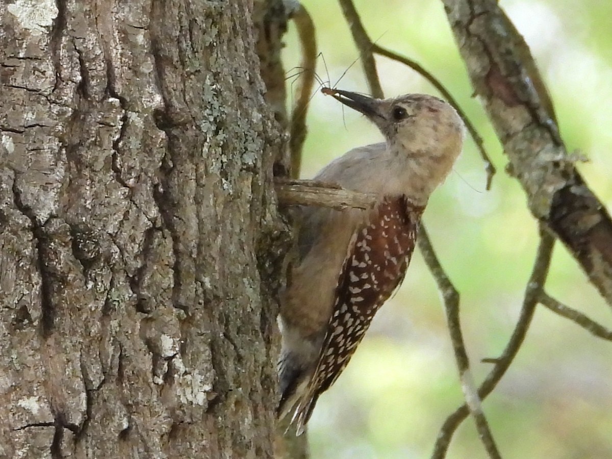 Red-bellied Woodpecker - ML642166407