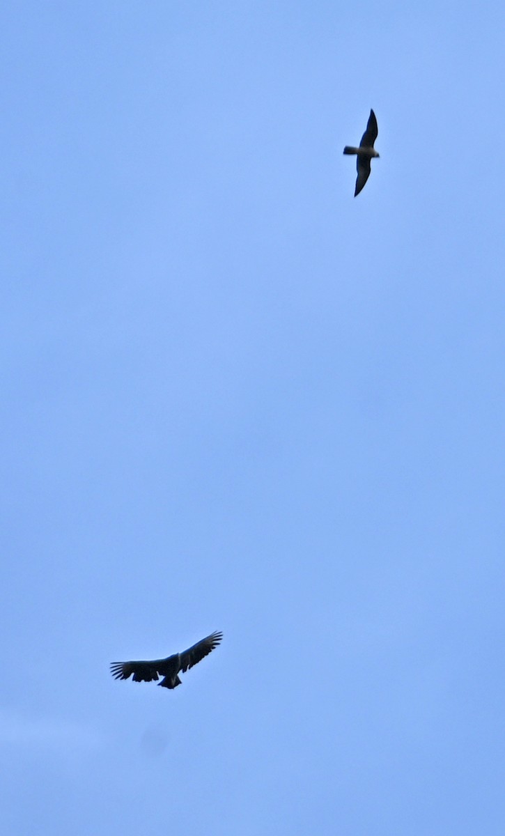 Halcón Peregrino - ML642166416