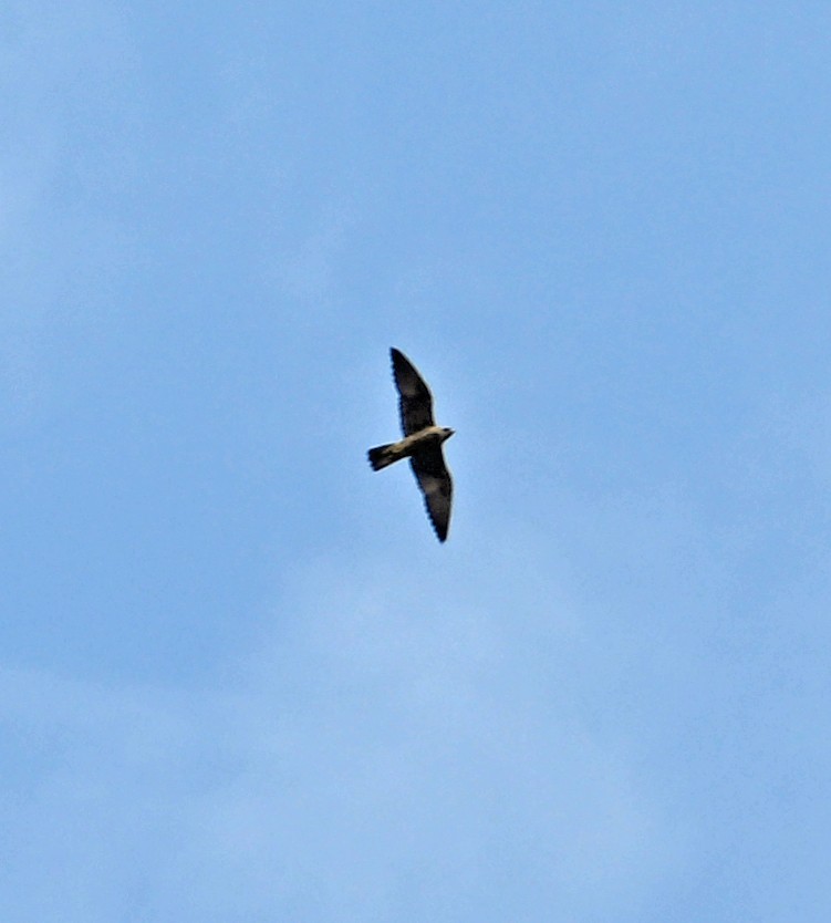 Halcón Peregrino - ML642166417