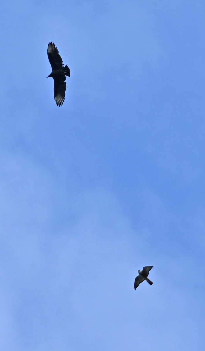 Halcón Peregrino - ML642166418