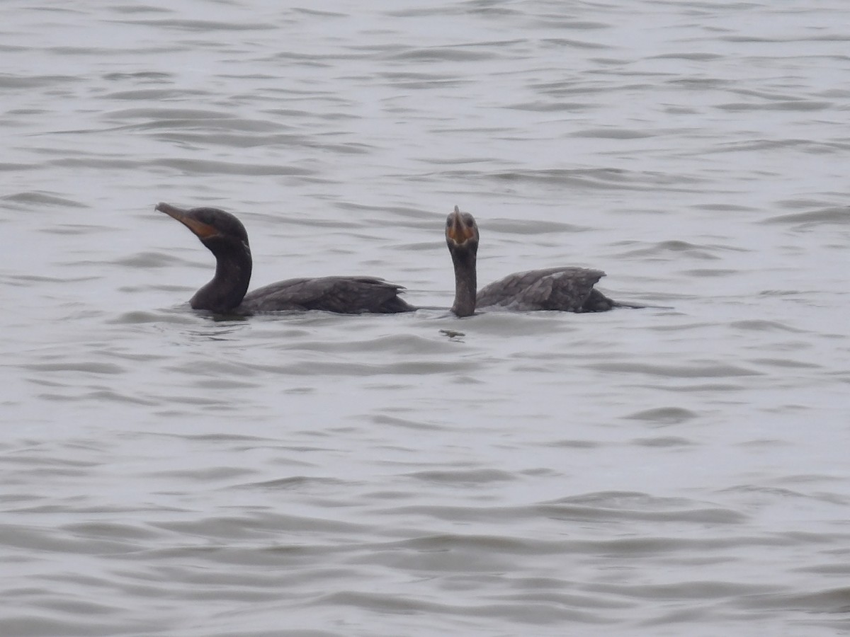 Cormorán Biguá - ML642166419