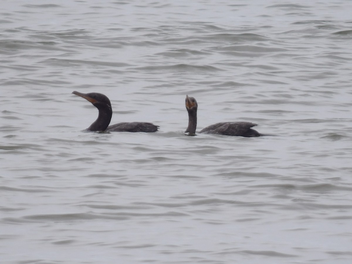 Cormorán Biguá - ML642166429