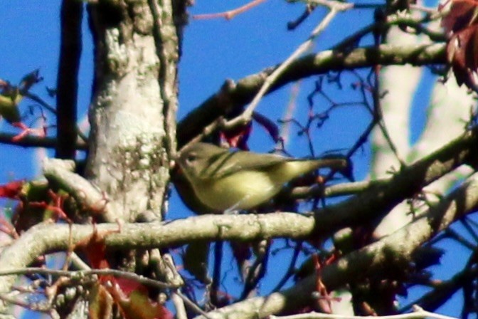 Vireo de Filadelfia - ML642166431