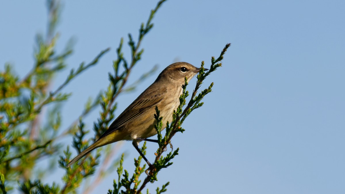 Reinita Palmera (palmarum) - ML642166438
