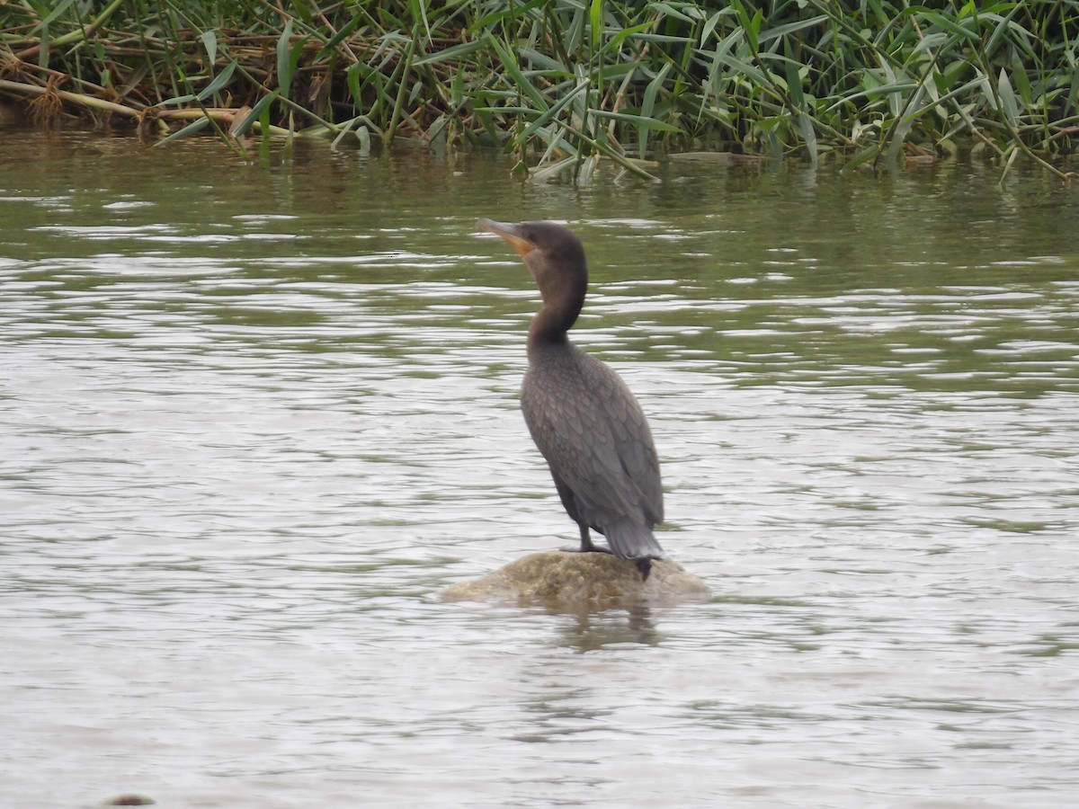 Cormorán Biguá - ML642166444