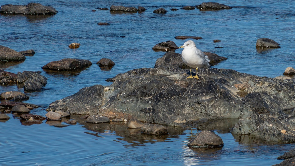 Gaviota de Delaware - ML642166458