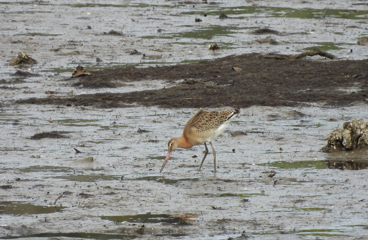 Black-tailed Godwit - ML642166480