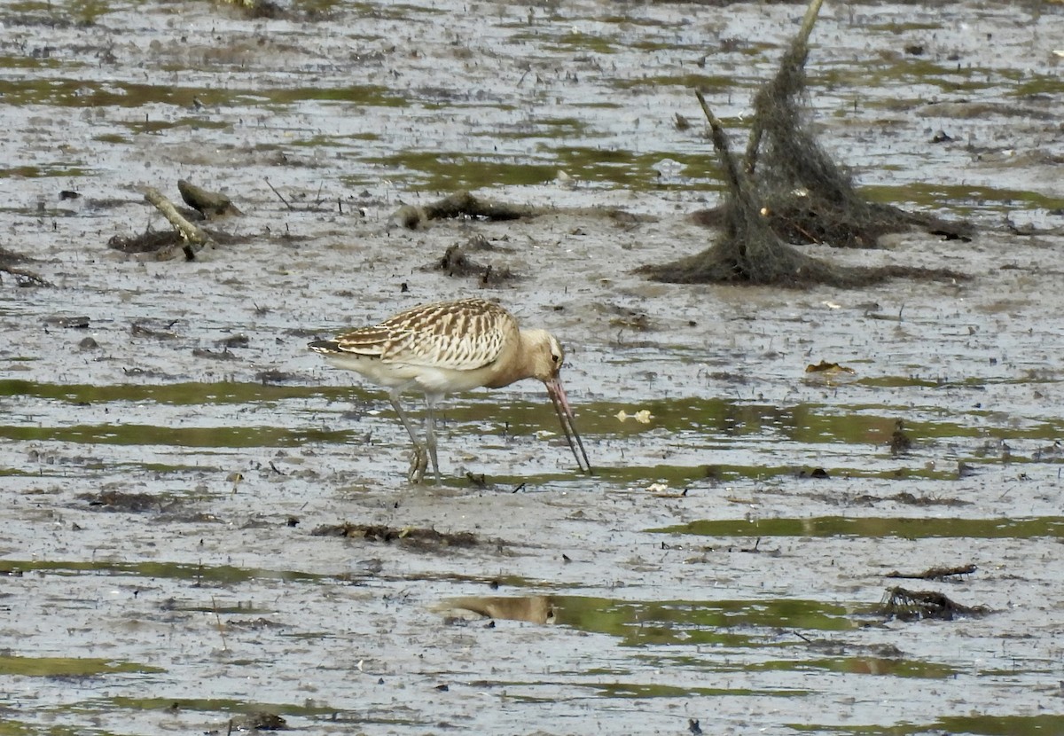 Bar-tailed Godwit - ML642166484