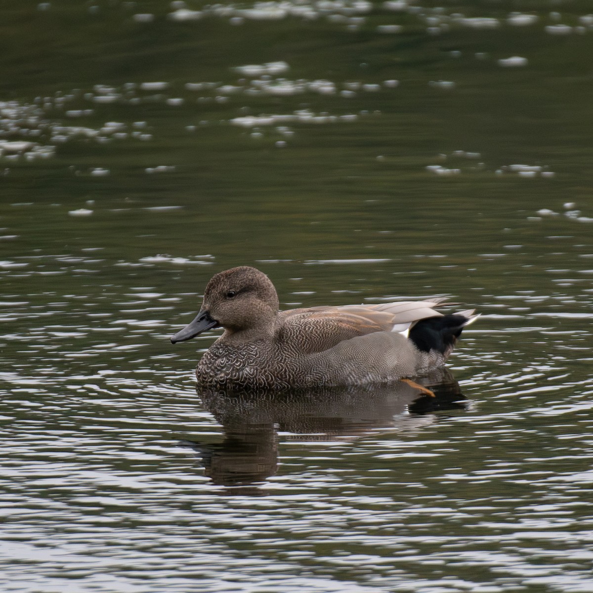 Gadwall - ML642166489