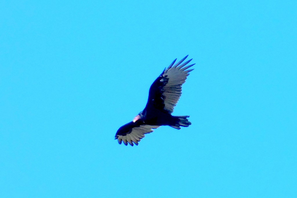 Turkey Vulture - ML642166496