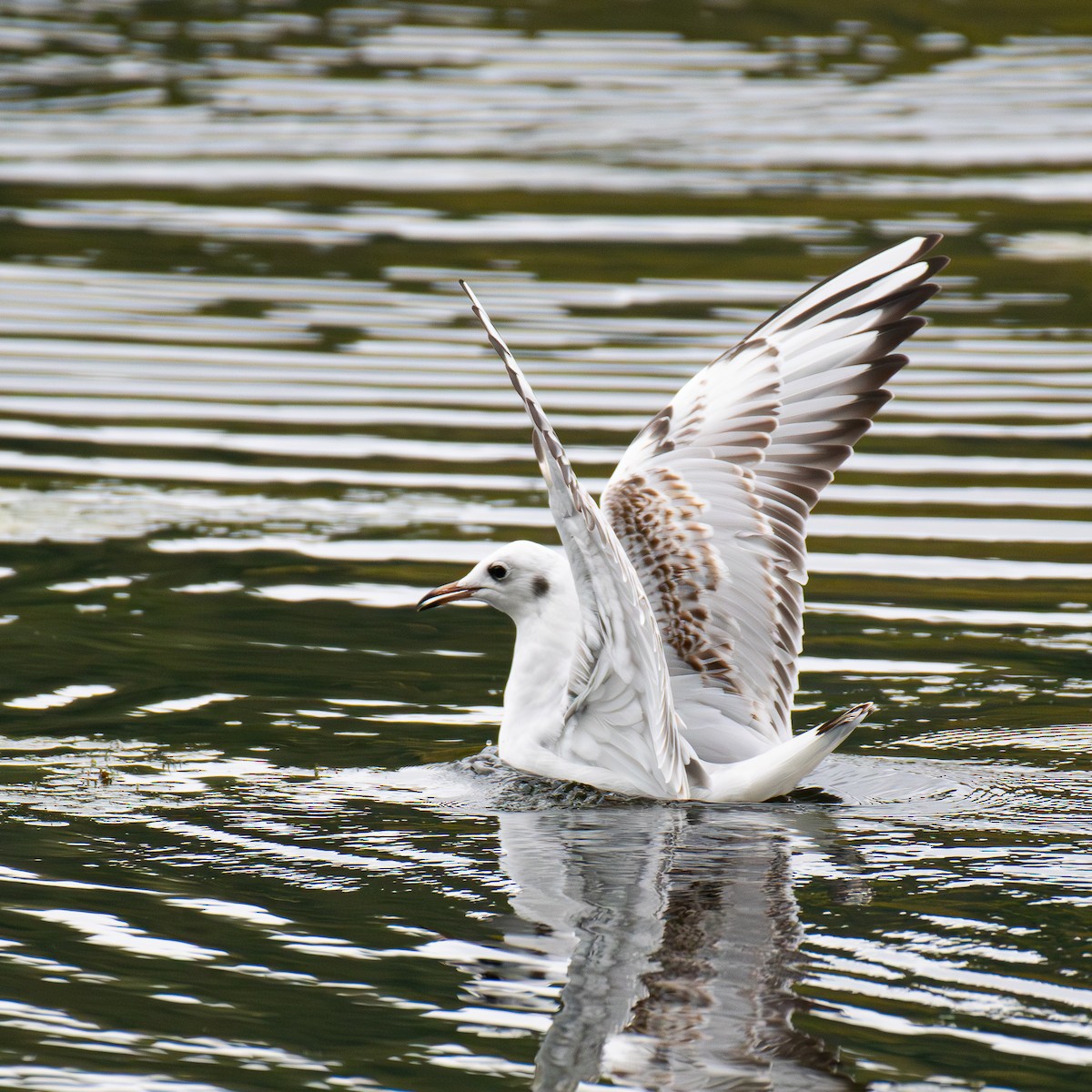 Black-headed Gull - ML642166500
