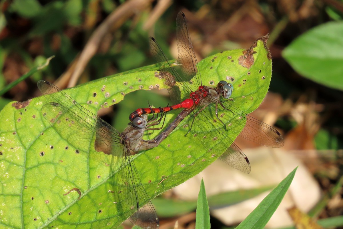 Blue-faced Meadowhawk - ML642166501