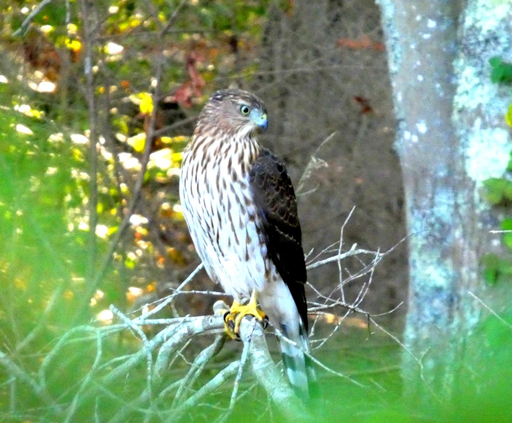 Cooper's Hawk - ML642166508
