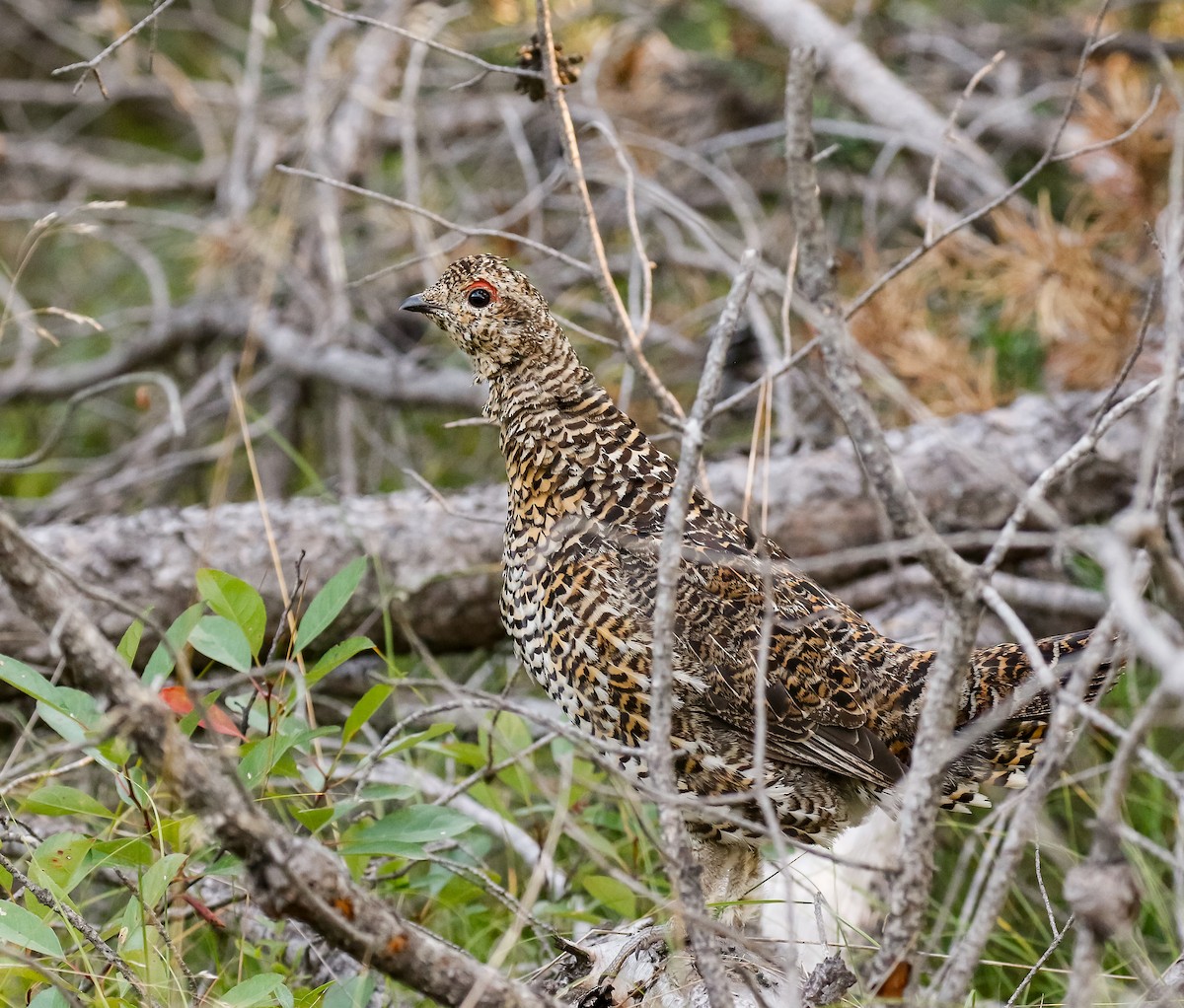 Spruce Grouse - ML642166510
