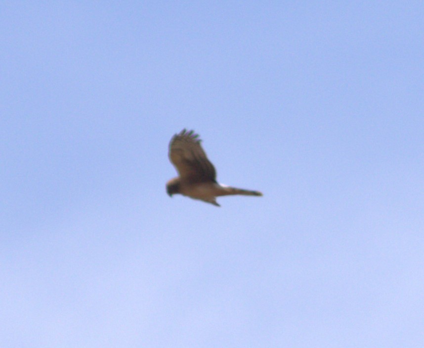 Northern Harrier - ML642166531