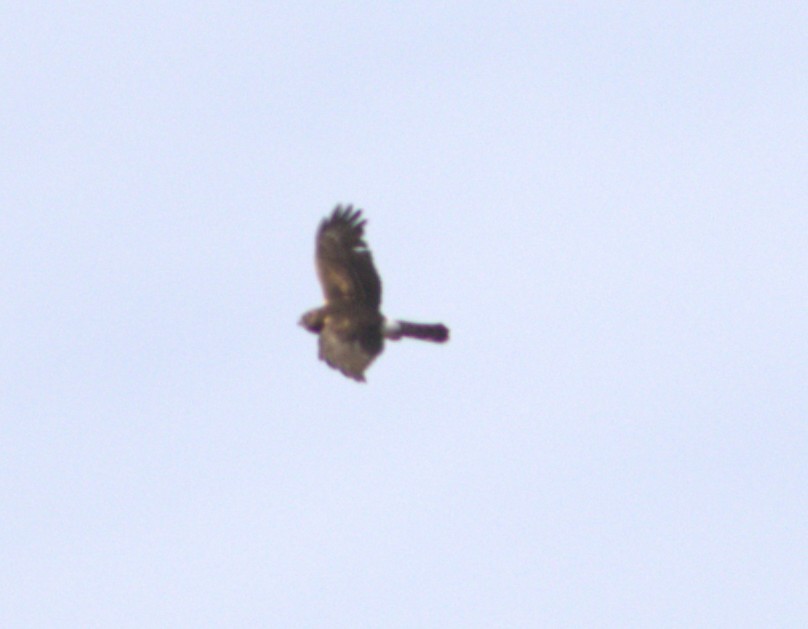 Northern Harrier - ML642166532