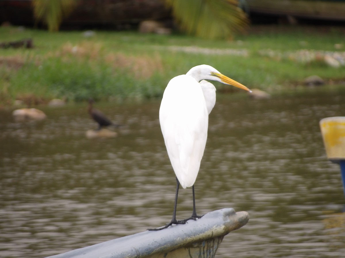 Great Egret - ML642166540