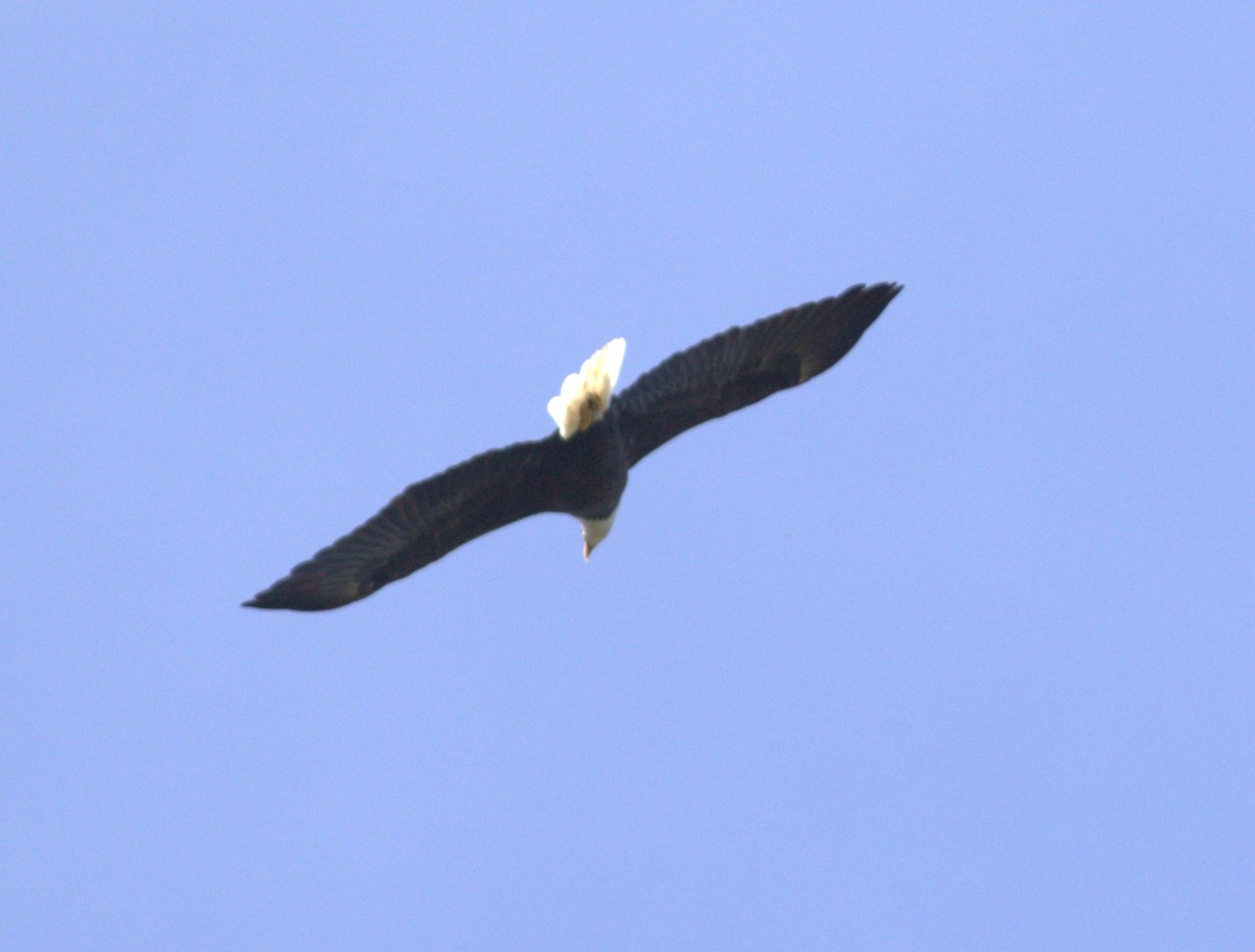 Bald Eagle - ML642166542