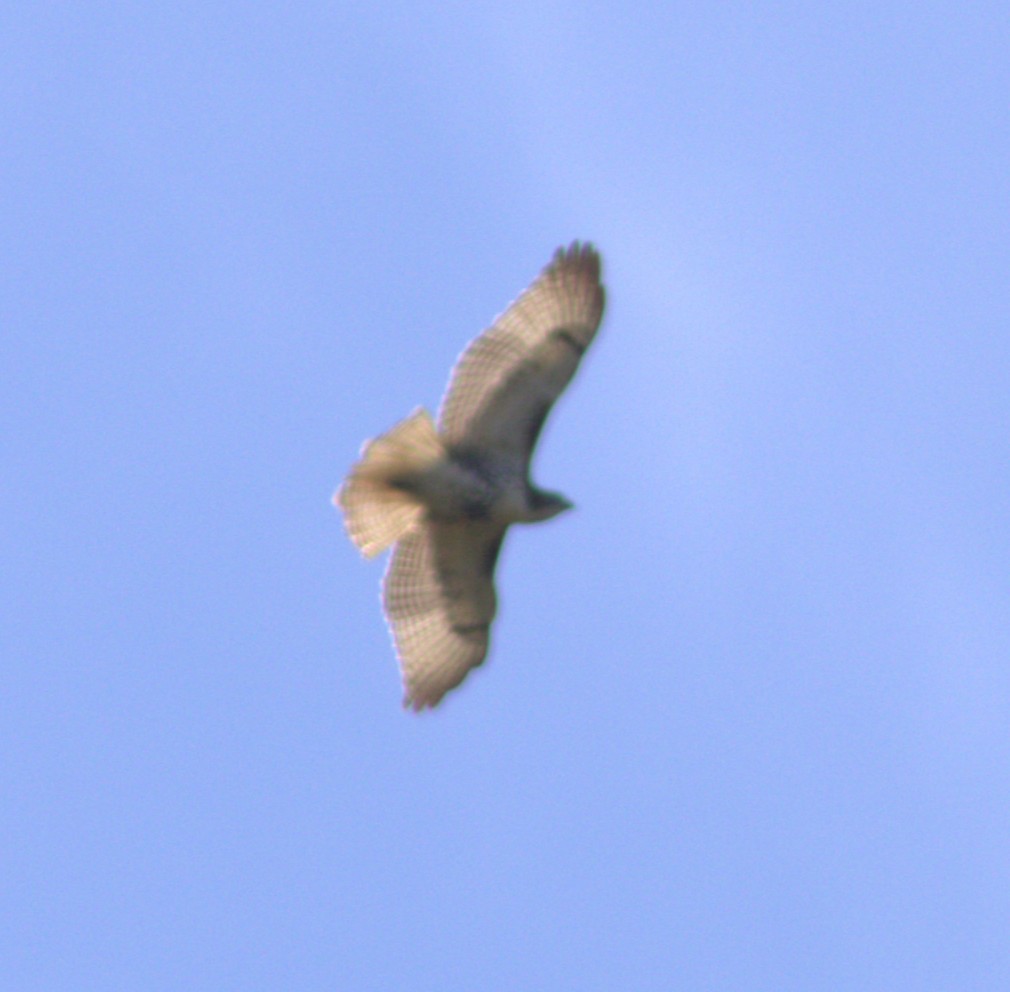 Red-tailed Hawk - ML642166549