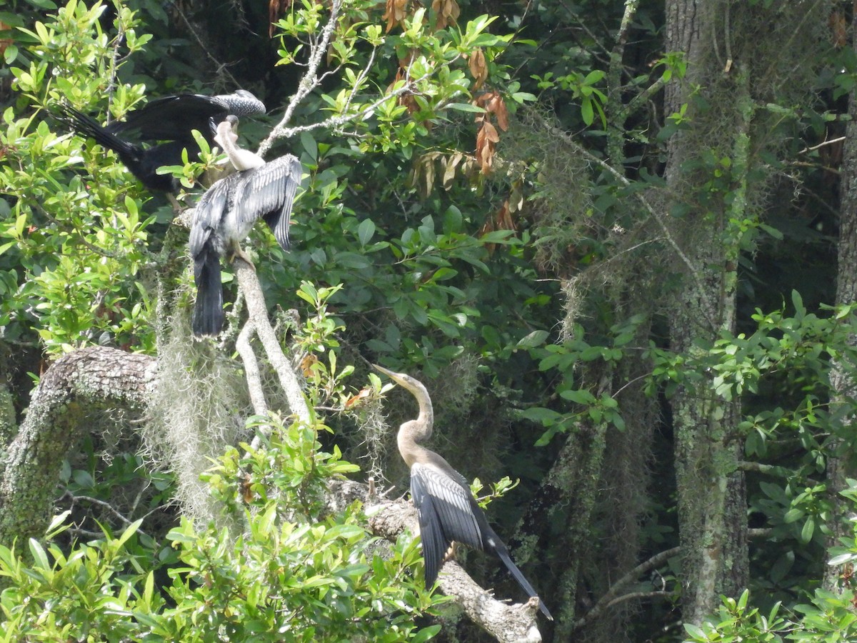 Anhinga - ML642166551