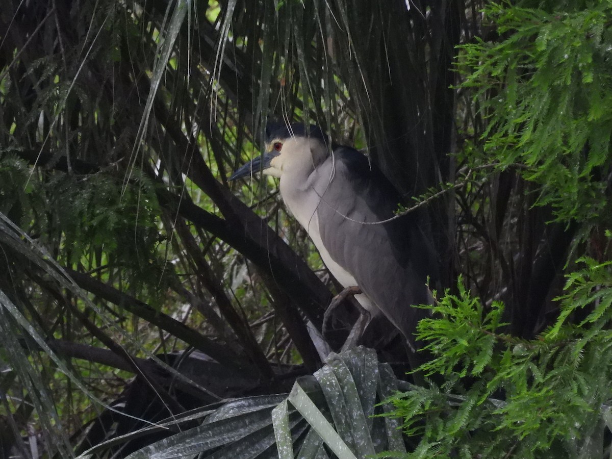 Ногоовор зашин - ML642166568