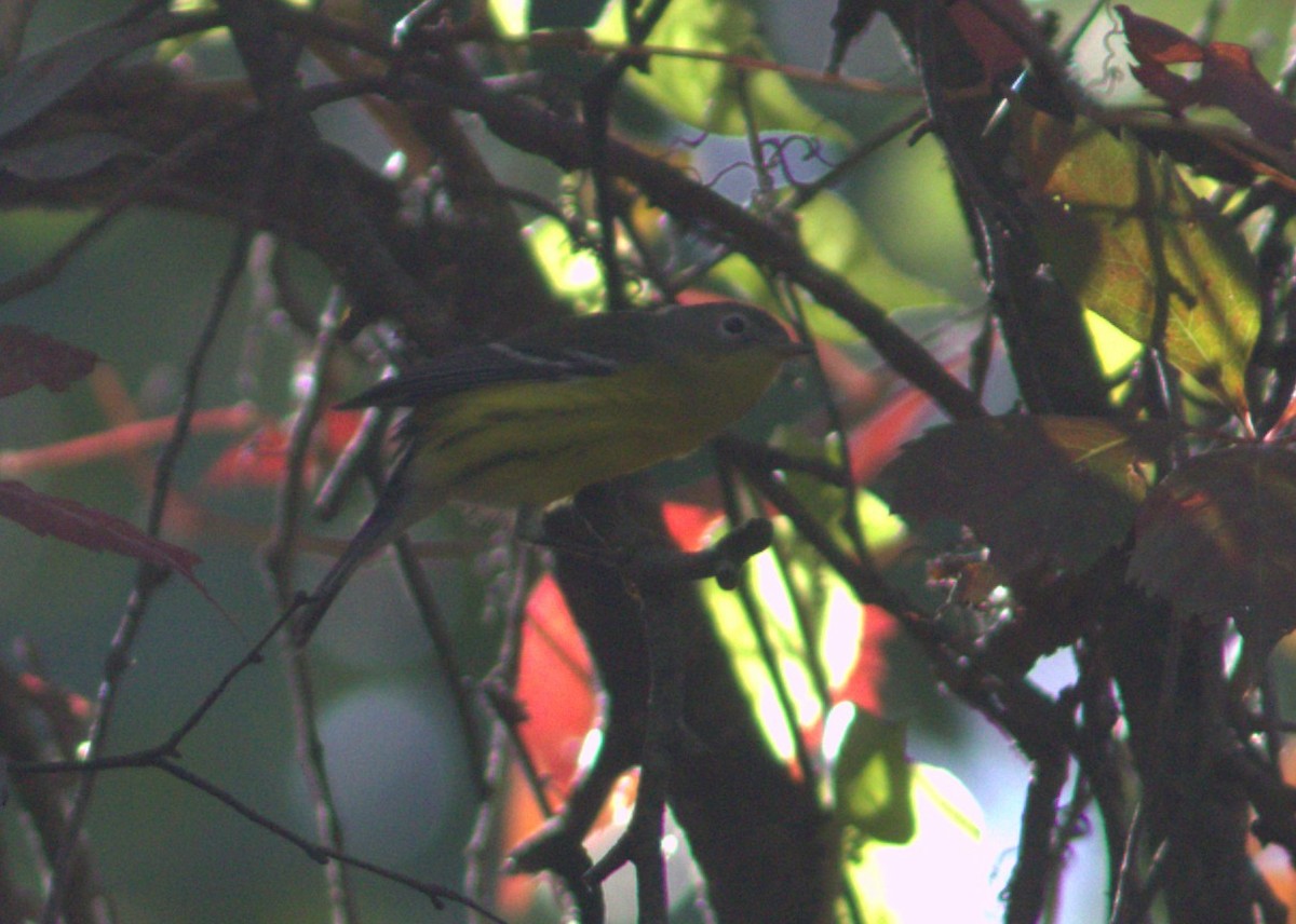 Magnolia Warbler - ML642166571