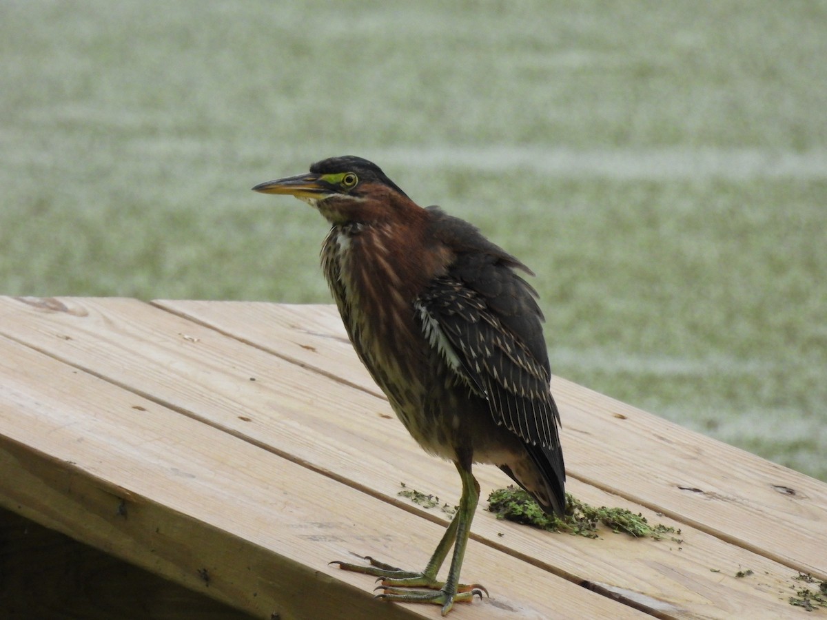 Green Heron - ML642166576
