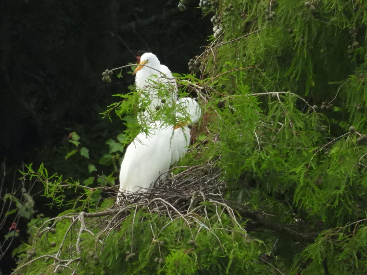 Цасч дэглий - ML642166578