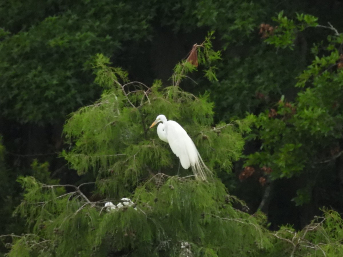 Цасч дэглий - ML642166579