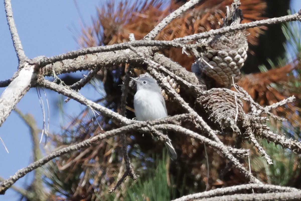Blue-gray Gnatcatcher - ML642166583
