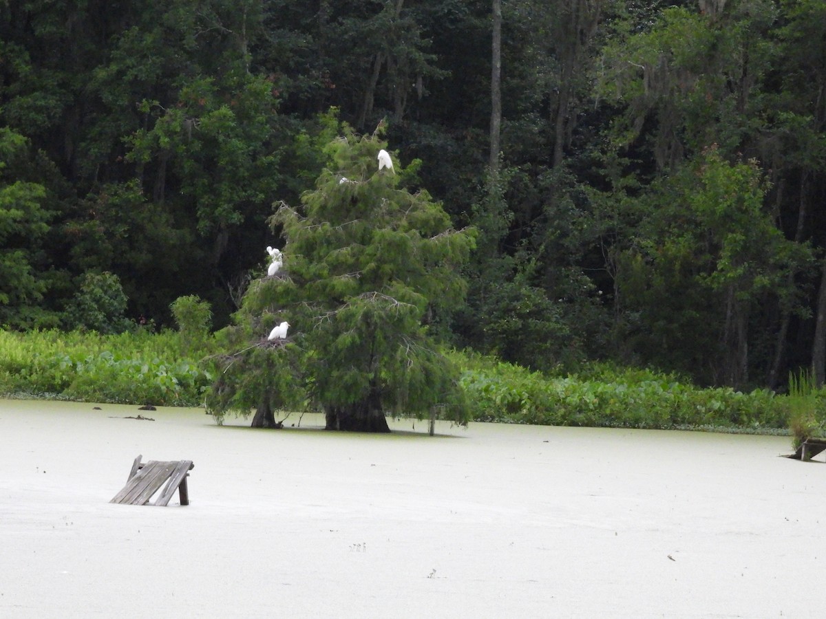 Цасч дэглий - ML642166584