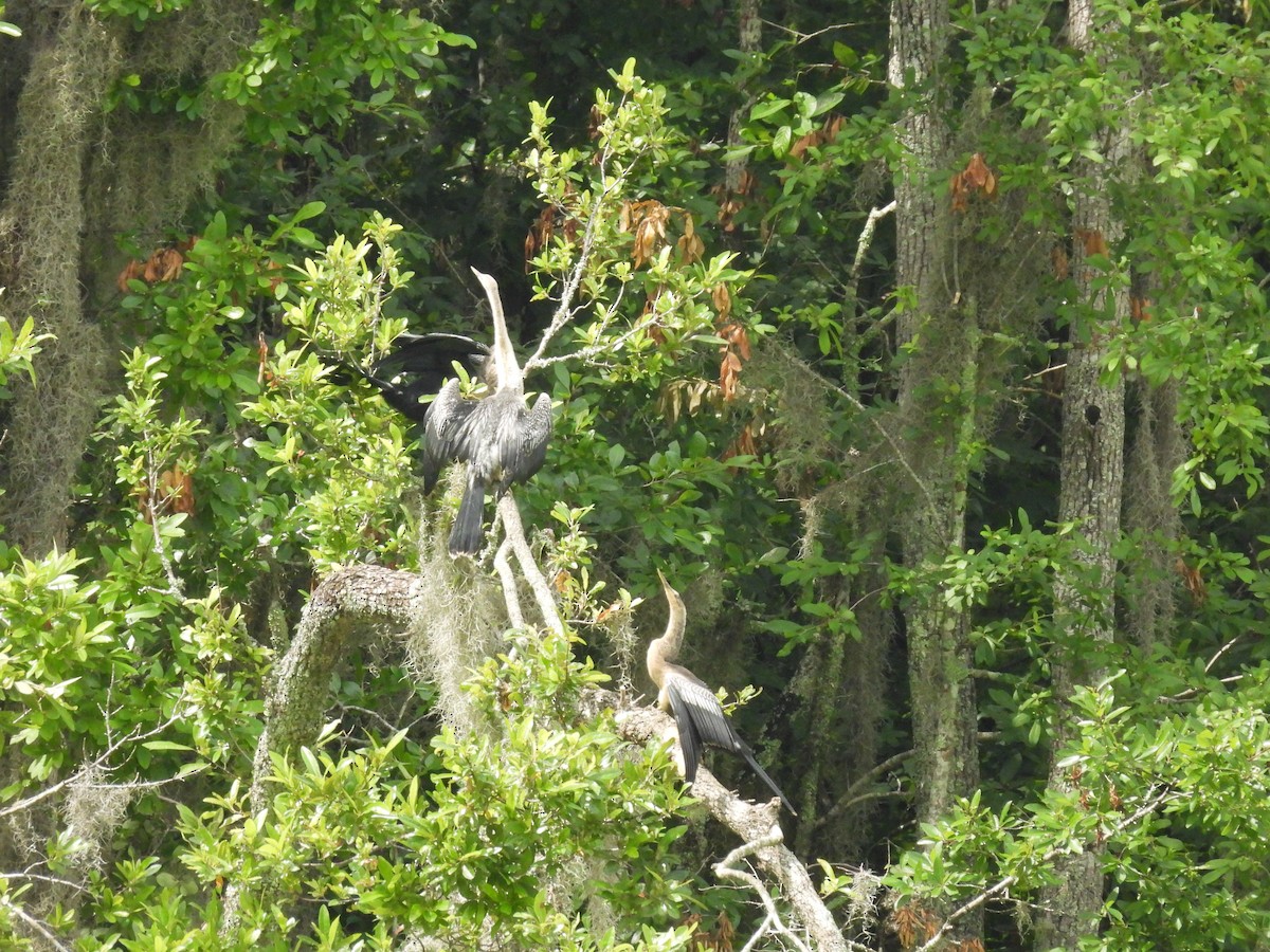 Anhinga - ML642166594