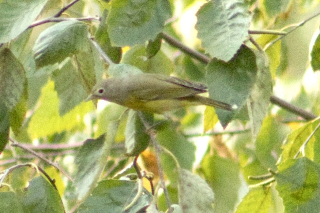 Nashville Warbler - ML642166595