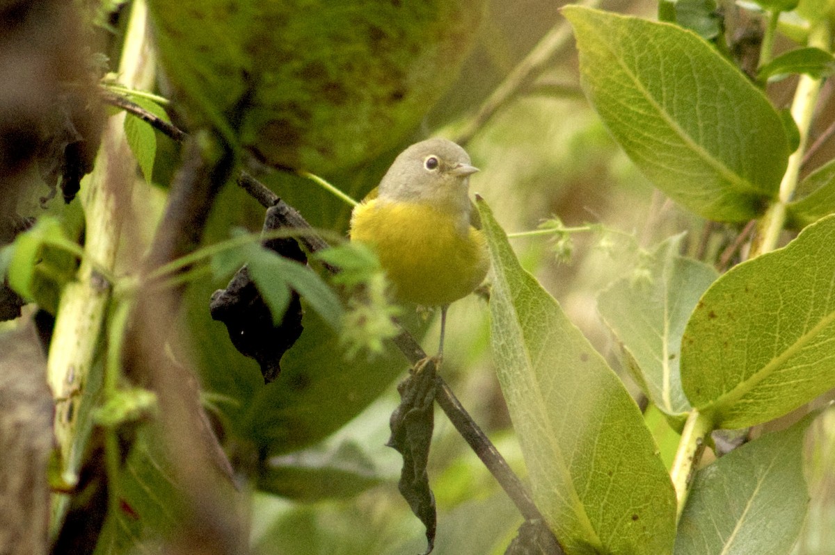 Nashville Warbler - ML642166596