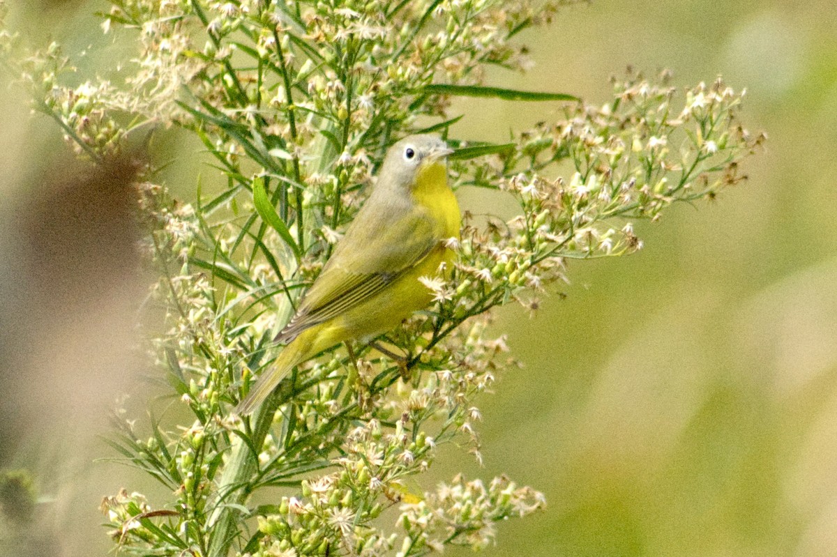 Nashville Warbler - ML642166597