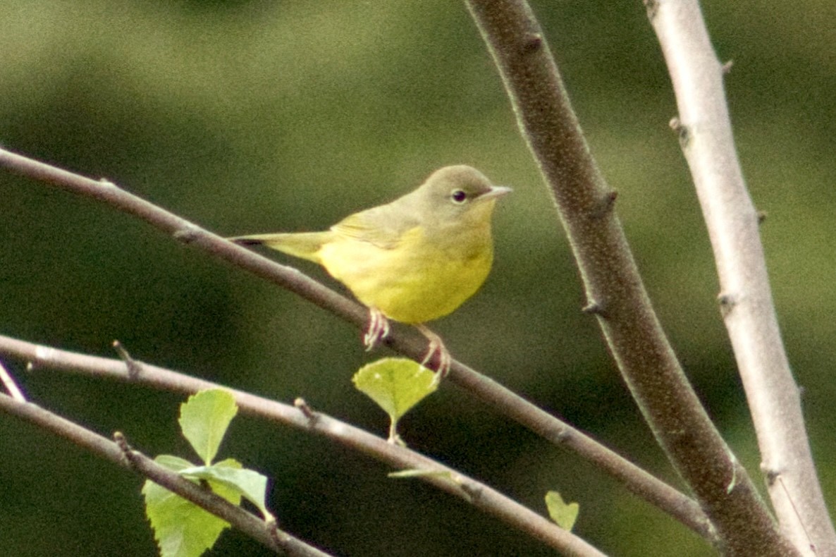 Mourning Warbler - ML642166605