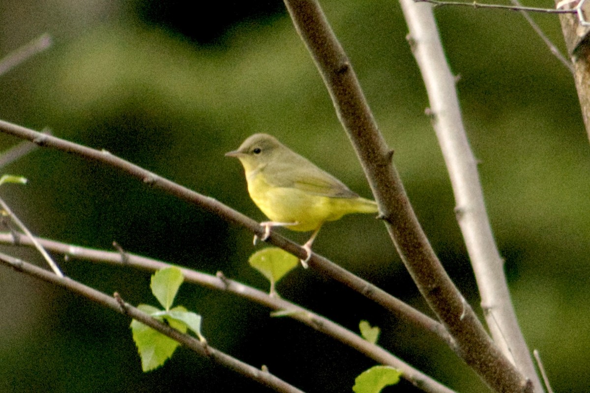 Mourning Warbler - ML642166606