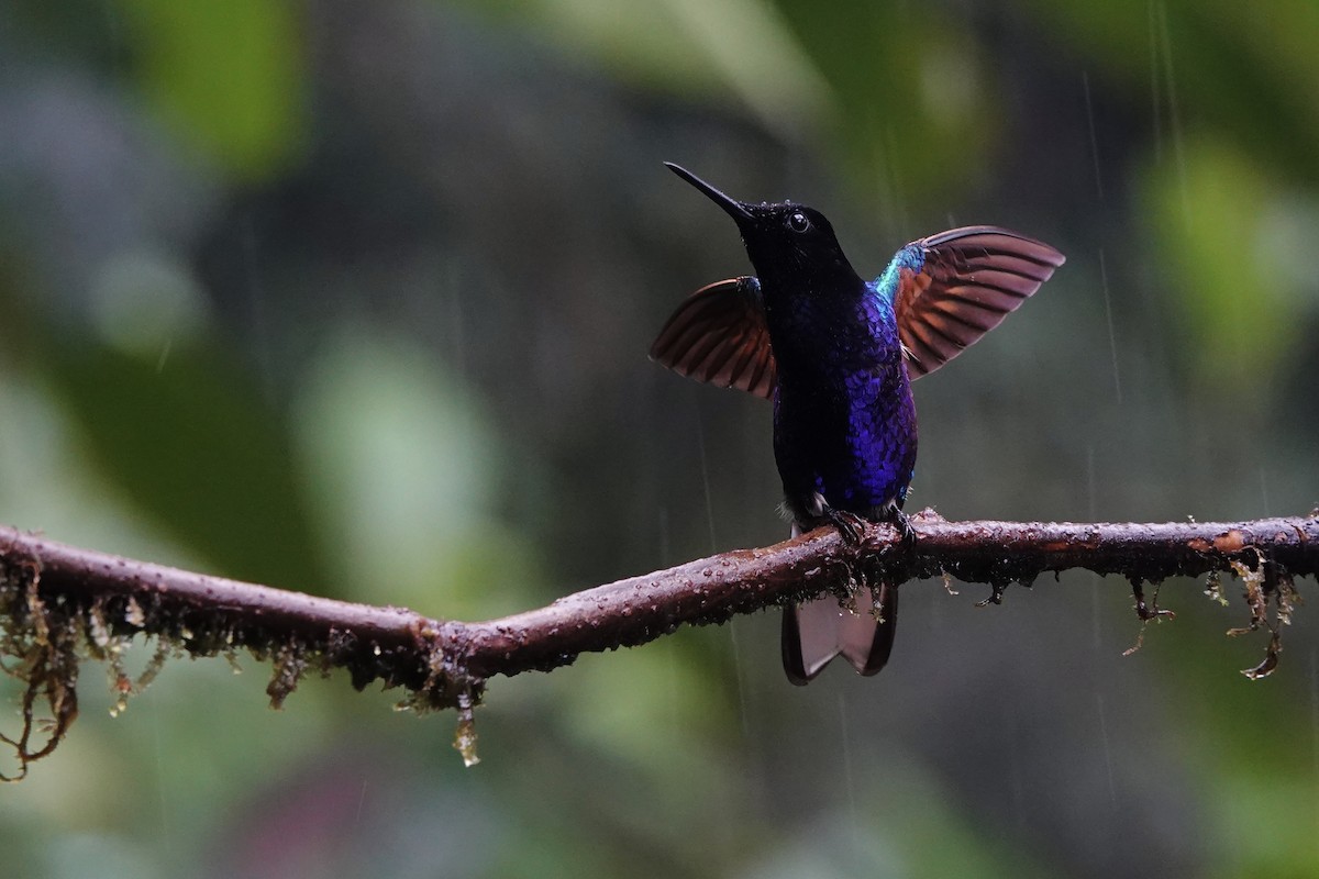 Colibri de Jardine - ML642166619