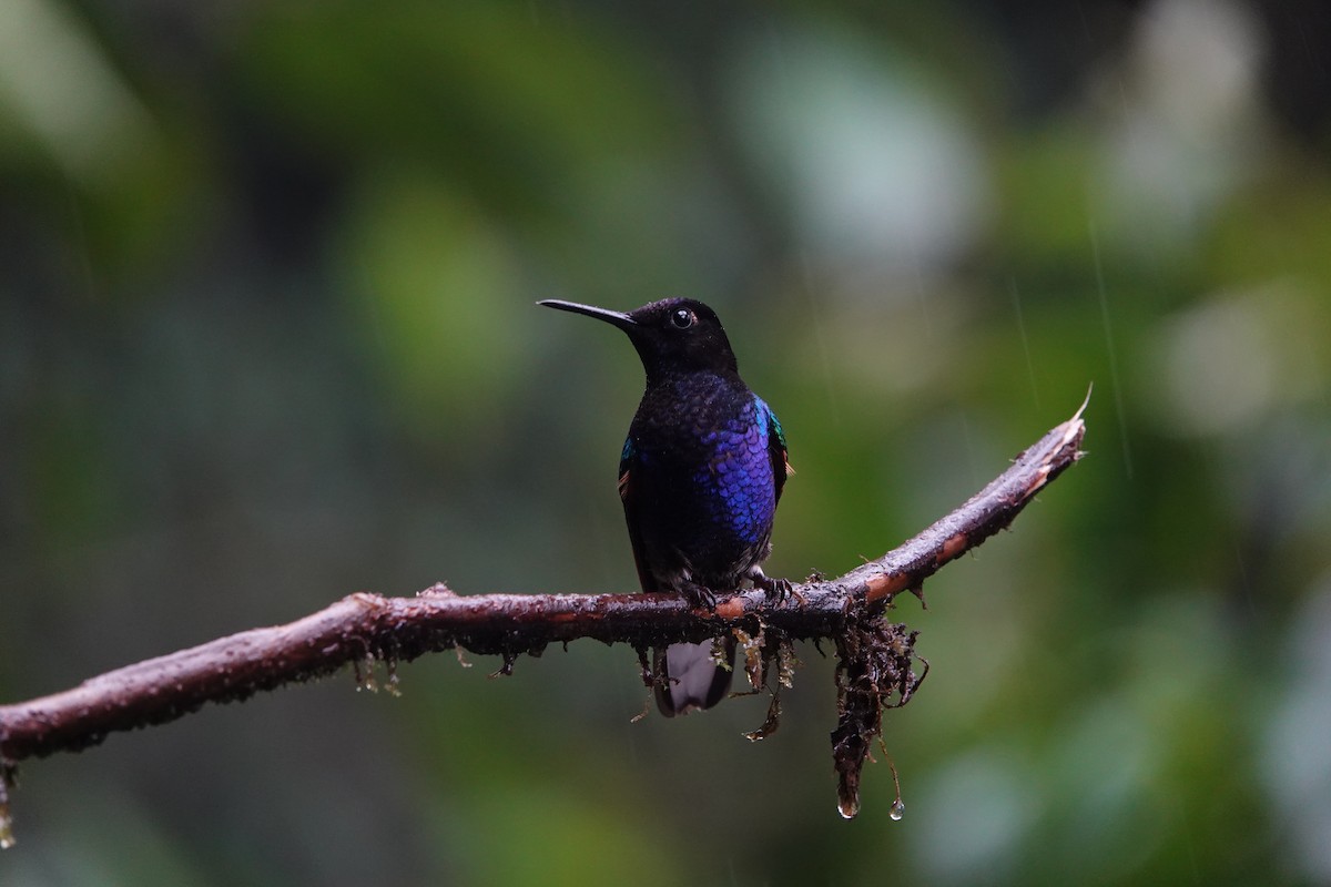 Colibri de Jardine - ML642166620
