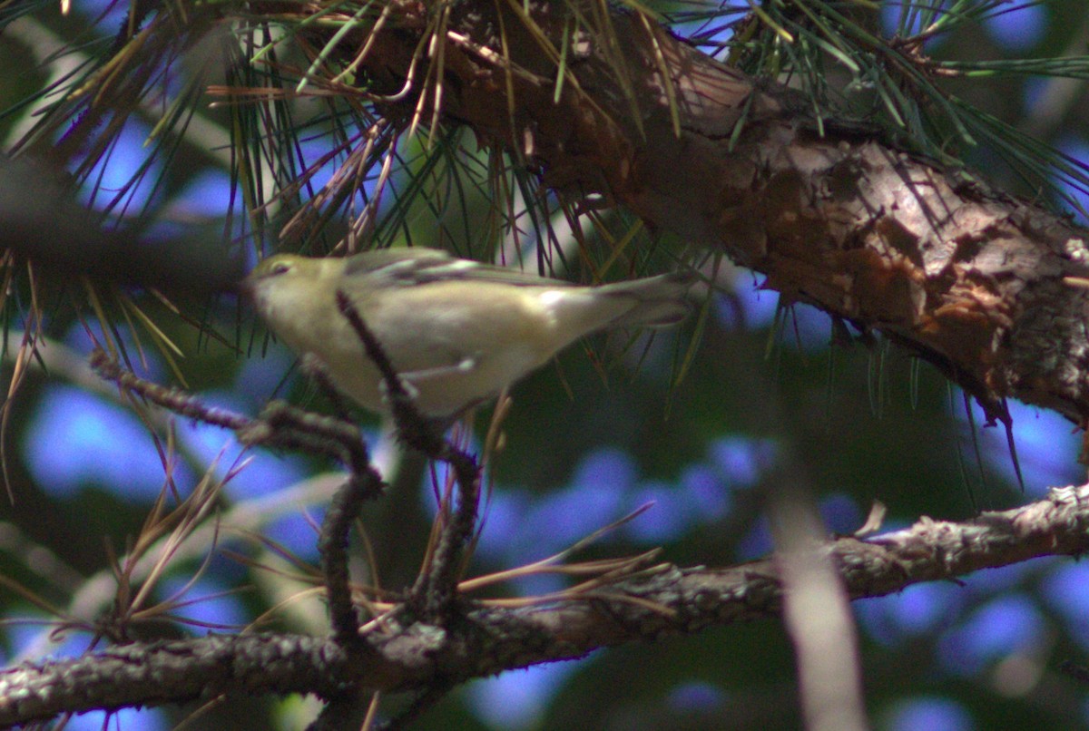 Bay-breasted Warbler - ML642166622