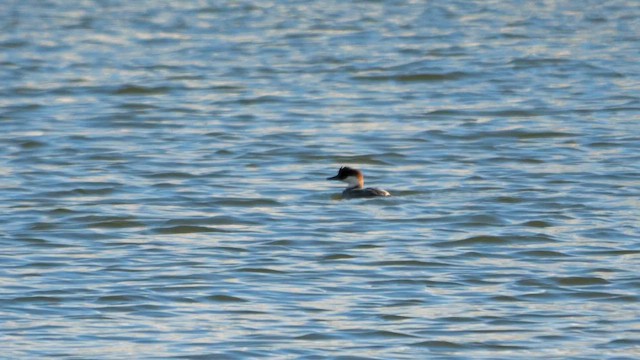 Smew - ML642166643