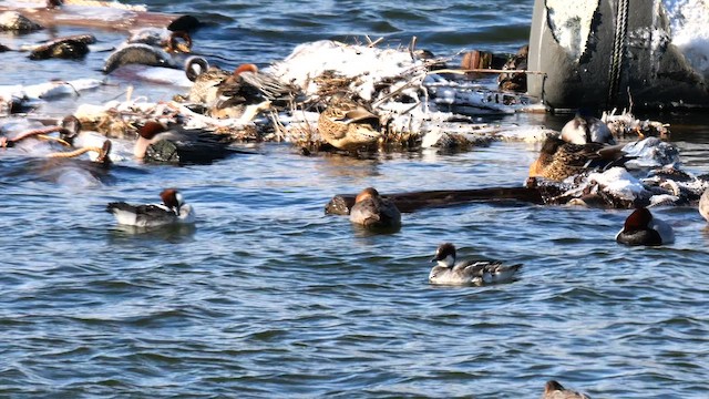 Smew - ML642166644