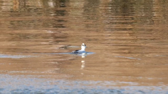 Smew - ML642166646
